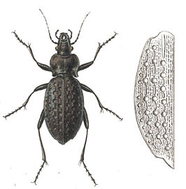 Carabus variolosus