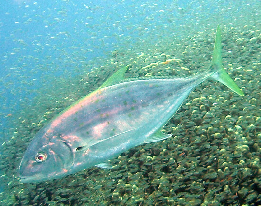 Carangoides