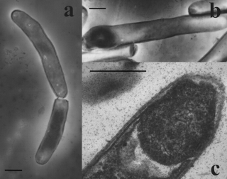 <i>Carboxydocella</i> Genus of bacteria