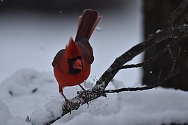 Cardinal marriottsville snow 1.13.19 DSC 0839.jpg