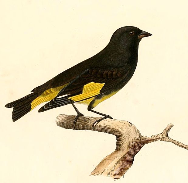 File:Carduelis atrata 1847.jpg