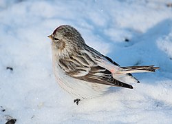 Carduelis hornemanni CT6.jpg