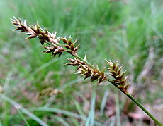 Carex elongata kz1.JPG