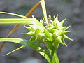 Carex grayi2.jpg