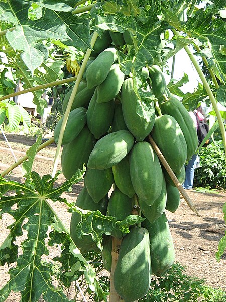 File:Carica papaya02.JPG