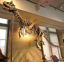 Carnotaurus sastrei, Ottawa.jpg