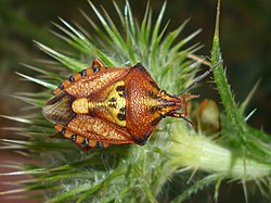 Carpocoris mediterraneus2.jpg