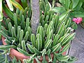 Carrion Plant Stapelia gigantea Pot 3264px.JPG