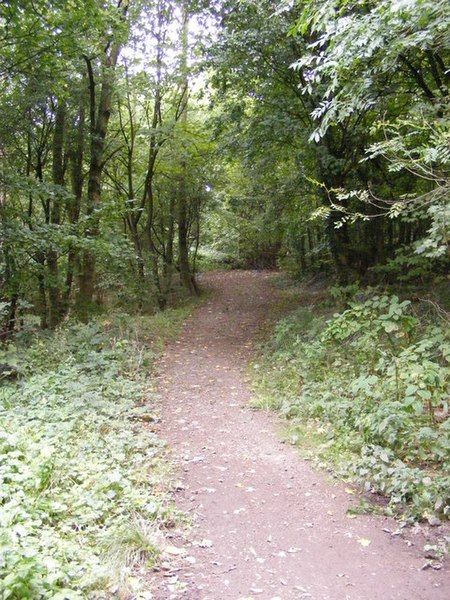 File:Castle Hill Woodland - geograph.org.uk - 1507466.jpg