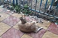 Котёнок отдыхает на спине уличной собаки