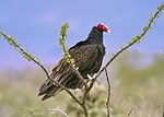 Um grande raptor escuro com cabeça rosa fica em uma planta