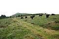 Cattle on Irton Fell - geograph.org.uk - 837401.jpg