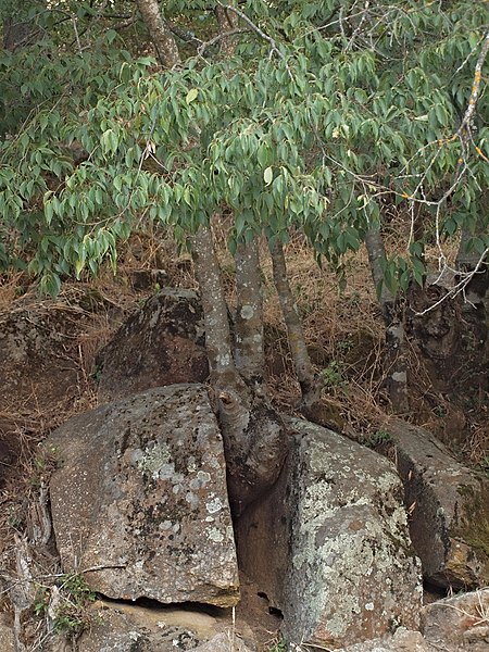 File:Celtis australis 20130816.jpg