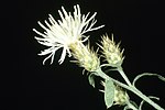 Thumbnail for File:Centaurea diffusa APHIS.jpg