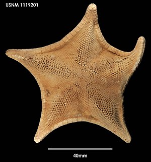 <i>Ceramaster patagonicus</i> Species of starfish