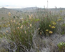 Ceratocaryum argenteum (Western Cape, South Africa) 1.jpg