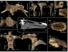 Holotype skull of Ceratosuchops inferodios Ceratosuchops holotype.webp