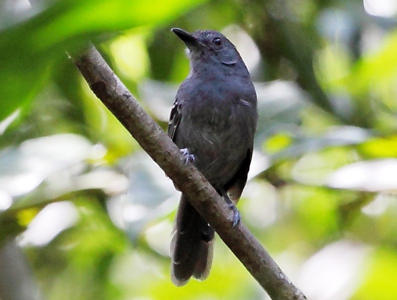 File:Cercomacra tyrannina - Dusky Antbird (male) (cropped).JPG