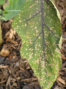 Lesions caused by Cercospora fungi on Eggplant Cercospora Leaf Spot on Eggplant.jpg