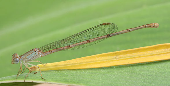 ♀ Ceriagrion glabrum (Common Orange) immature