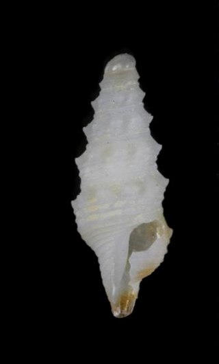 <i>Ceritoturris</i> Genus of gastropods