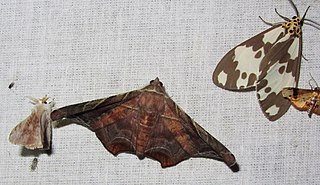 <i>Episparis tortuosalis</i> Species of moth