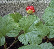 Semillas de mora de los pantanos (Rubus chamaemorus)