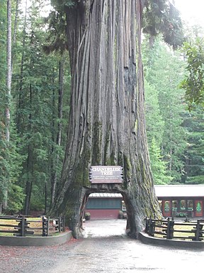 Foto des Baumes. Baum hat einen Tunnel durch die Mitte des Stammes.