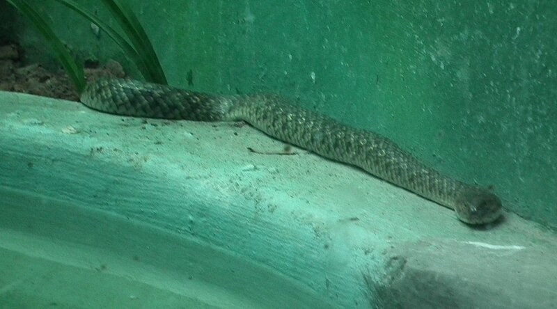 File:Checkered Keelback or Xenochrophis piscator from Hyderabad Zoo 4459.JPG