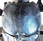 Cheironitis furcifer male pronotum.jpg