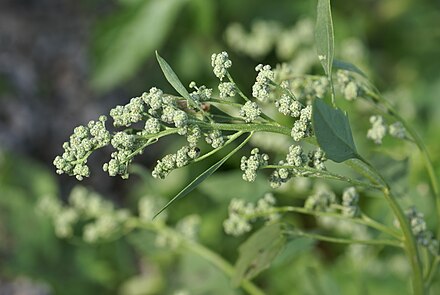 Лебеда какое растение. Марь белая лебеда. Марь белая (Chenopodium album). Chenopodium suecicum. Лебеда раскидистая сорняк.