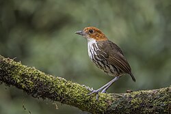 Chestnut-crowned antpitta (Grallaria ruficapilla ruficapilla) Caldas.jpg