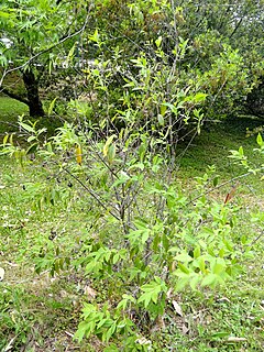 <i>Chimonanthus salicifolius</i> Species of flowering plant