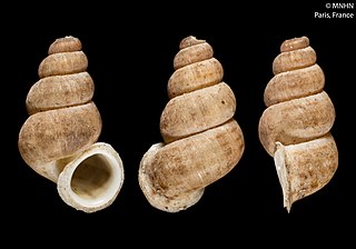 Annulariidae Family of gastropods