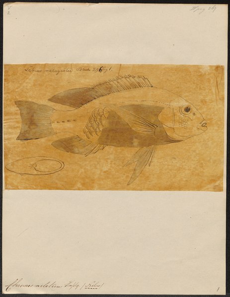 File:Chromis niloticus - 1774-1804 - Print - Iconographia Zoologica - Special Collections University of Amsterdam - UBA01 IZ14000060.tif