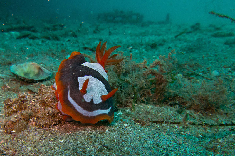 File:Chromodoris westraliensis 2.jpg