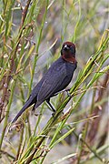 Chestnut-capped blackbird