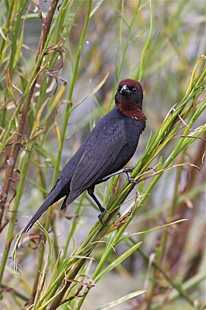 Chrysomus ruficapillus -Costanera Sur Nature Reserve, Argentina-8.jpg