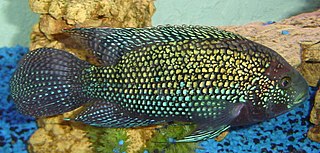 <i>Rocio</i> Genus of cichlid fishes