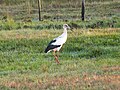 Cigueña Americana (Ciconia maguari)