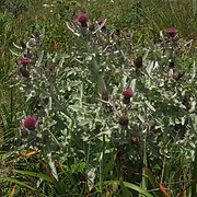 Cirsium douglasii