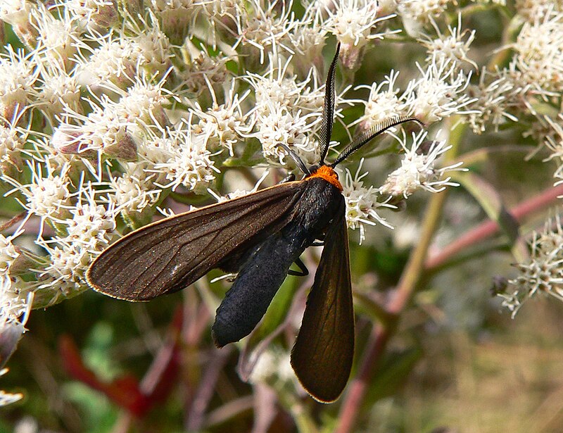 Spongy Moth and Missouri  Missouri Department of Conservation