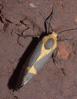 <i>Cisthene tenuifascia</i> Species of moth