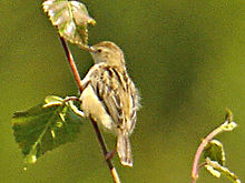 Cisticola1.jpg