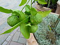 Foliage & fruit; cultivated, Missouri Botanical Garden