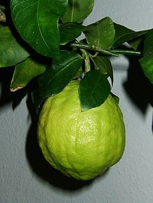 Citrus medicus fruit.jpg