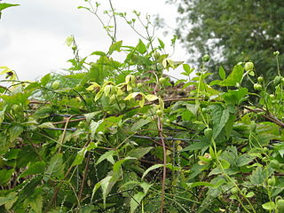 <i>Clematis serratifolia</i> Species of plant