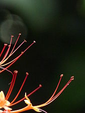 Pagoda flower (Clerodendrum paniculatum)