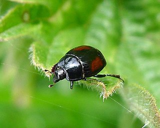 <i>Atholus</i> Genus of beetles