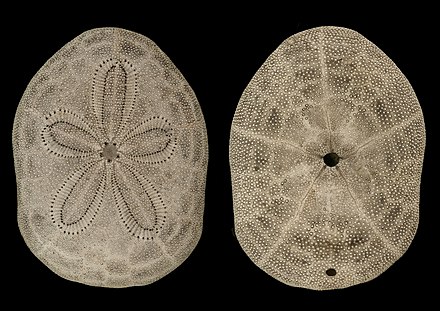 Test of a Clypeaster reticulatus (Clypeasterina). Clypeaster reticulatus both sides.jpg